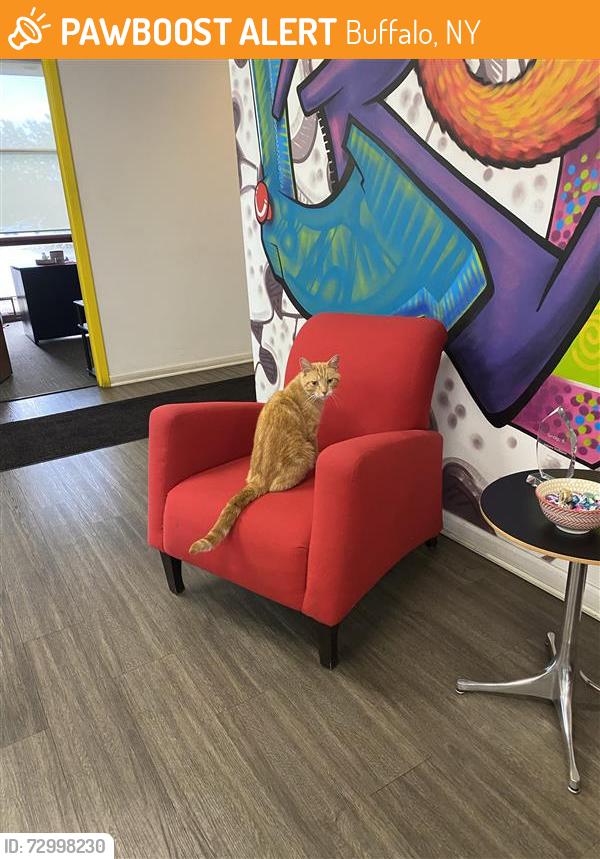 Found/Stray Male Cat last seen James E Casey Drive, Buffalo, NY 14206