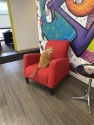 Found/Stray Male Cat last seen James E Casey Drive, Buffalo, NY 14206