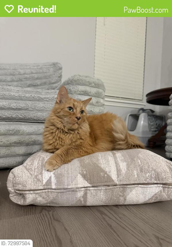 Reunited Male Cat last seen Near Liberty Reserve Pl E, Powell, OH 43065, USA, Powell, OH 43065