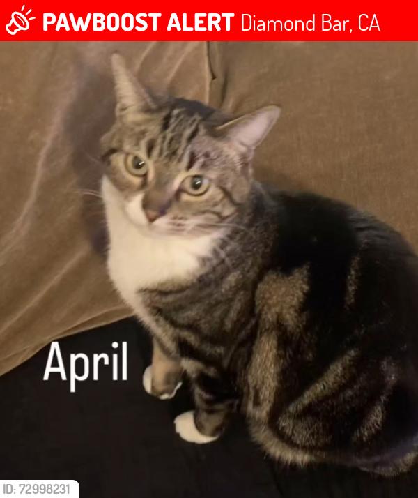 Lost Female Cat last seen Diamond bar and grand, Diamond Bar, CA 91765