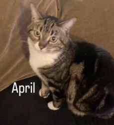 Lost Female Cat last seen Diamond bar and grand, Diamond Bar, CA 91765