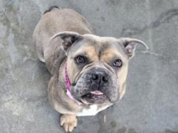 Shelter Stray Female Dog last seen , West Valley Animal Shelter, 20655 Plummer St, Chatsworth, CA 91311, USA