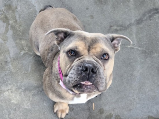 Shelter Stray Female Dog last seen , West Valley Animal Shelter, 20655 Plummer St, Chatsworth, CA 91311, USA