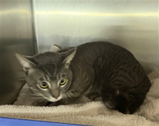 Shelter Stray Male Cat last seen , 11361 W Pico Blvd, Los Angeles, CA 90064, USA