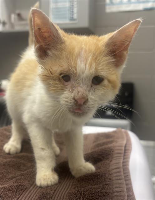 Shelter Stray Male Cat last seen Near , 2600 S Harding St, Indianapolis, IN 46221, USA