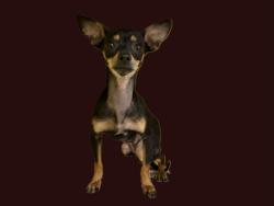 Shelter Stray Female Dog last seen , 3201 Lacy St, Los Angeles, CA 90031, USA
