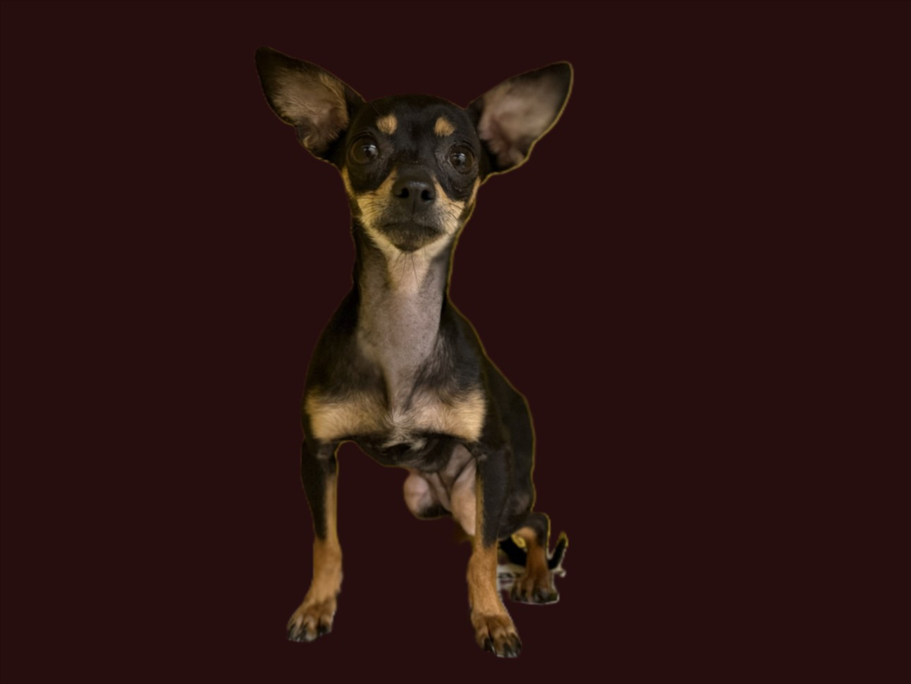 Shelter Stray Female Dog last seen , 3201 Lacy St, Los Angeles, CA 90031, USA
