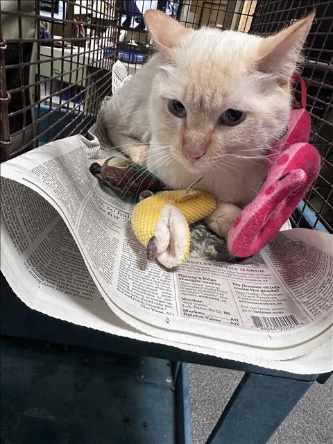 Shelter Removed Male Cat last seen , 3201 Lacy St, Los Angeles, CA 90031, USA