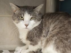 Shelter Stray Male Cat last seen THOMAS RD & 75TH, 5501 E Van Buren St, Phoenix, AZ 85008, USA