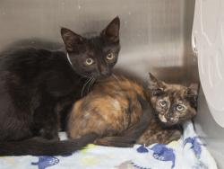 Shelter Stray Female Cat last seen , 5501 E Van Buren St, Phoenix, AZ 85008, USA