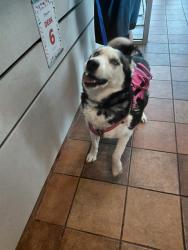 Shelter Stray Female Dog last seen Near BLOCK E 6TH ST, PUEBLO CO 81001, 4600 Eagleridge Pl, Pueblo, CO 81008, USA