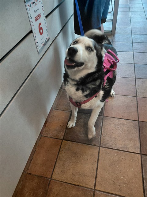 Shelter Stray Female Dog last seen Near BLOCK E 6TH ST, PUEBLO CO 81001, 4600 Eagleridge Pl, Pueblo, CO 81008, USA