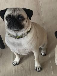 Reunited Male Dog last seen Near Oxford St, Houston, TX 77007, USA, Houston, TX 77007