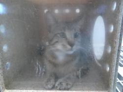 Shelter Stray Unknown Cat last seen , 2811 SE 29th St, Oklahoma City, OK 73129, USA