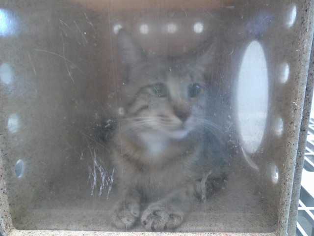 Shelter Stray Unknown Cat last seen , 2811 SE 29th St, Oklahoma City, OK 73129, USA