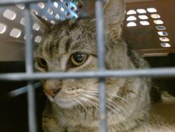 Shelter Stray Unknown Cat last seen Near BLOCK S YOUNGS PL, 2811 SE 29th St, Oklahoma City, OK 73129, USA