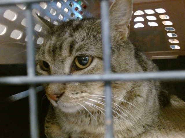 Shelter Stray Unknown Cat last seen Near BLOCK S YOUNGS PL, 2811 SE 29th St, Oklahoma City, OK 73129, USA