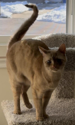 Lost Male Cat last seen Heritage valley / Washington lake park, Washington Township, NJ 08080