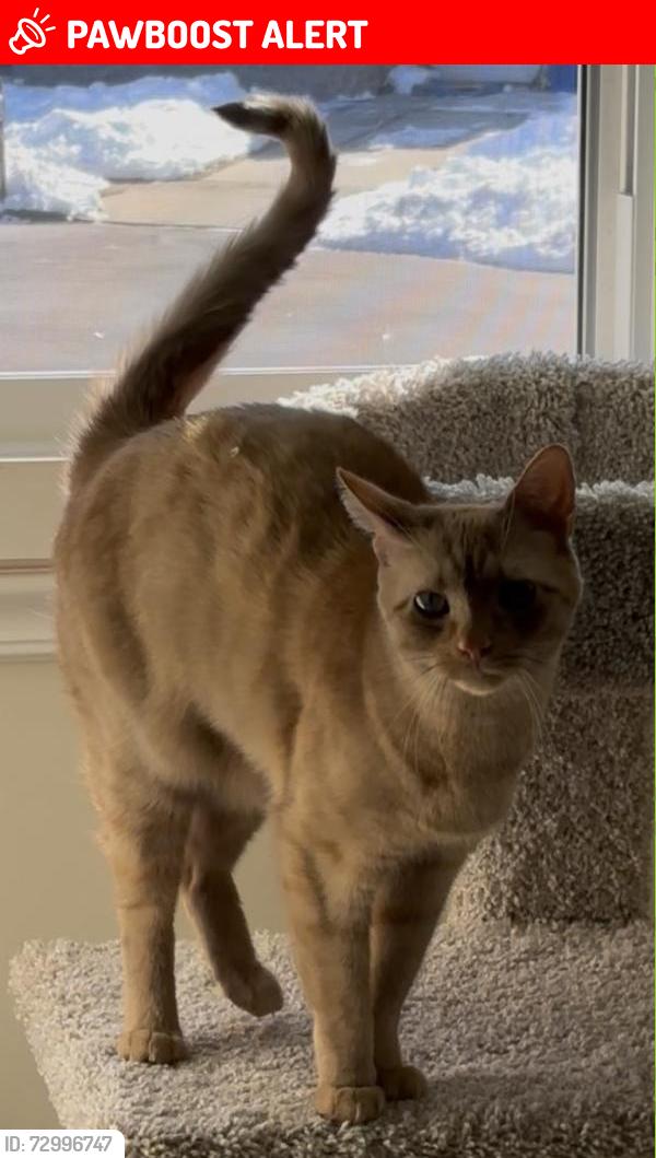 Lost Male Cat last seen Heritage valley / Washington lake park, Washington Township, NJ 08080