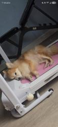 Reunited Female Dog last seen Near Maine Ave, Lynn Haven, FL 32444, USA, Lynn Haven, FL 32444