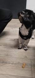 Found/Stray Male Dog last seen HWY 24 onramp from St Stephens in Lafayette, Lafayette, LA 70500