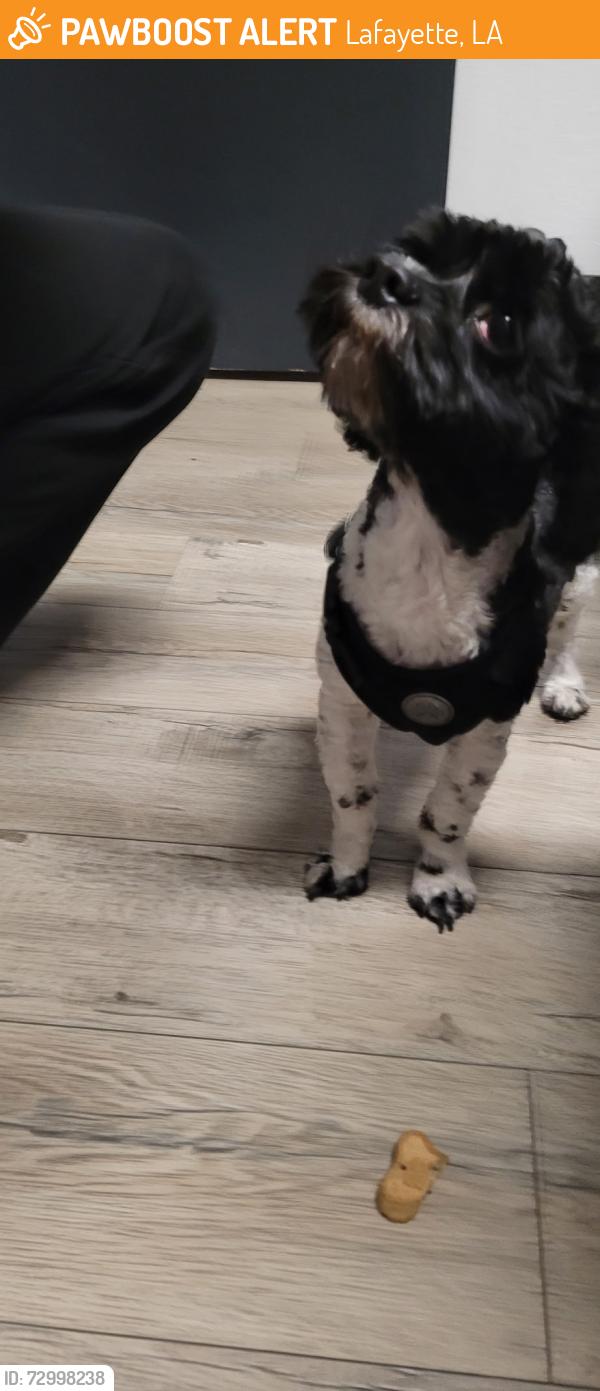 Found/Stray Male Dog last seen HWY 24 onramp from St Stephens in Lafayette, Lafayette, LA 70500