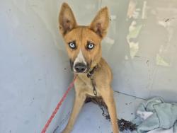 Shelter Stray Female Dog last seen Near BLOCK WHITCOMB ST, DETROIT, MI 48228, 7401 Chrysler Dr, Detroit, MI 48211, USA