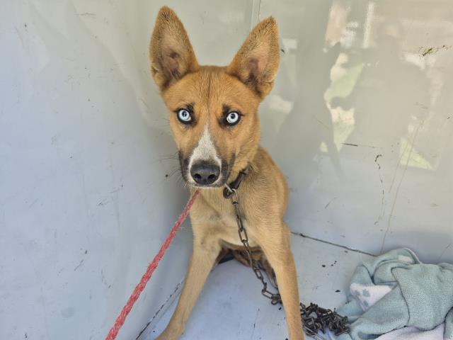 Shelter Stray Female Dog last seen Near BLOCK WHITCOMB ST, DETROIT, MI 48228, 7401 Chrysler Dr, Detroit, MI 48211, USA
