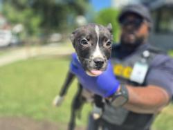 Shelter Stray Male Dog last seen Near BLOCK WHITCOMB ST, DETROIT, MI 48228, 7401 Chrysler Dr, Detroit, MI 48211, USA