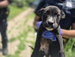 Shelter Stray Male Dog last seen Near BLOCK WHITCOMB ST, DETROIT, MI 48228, 7401 Chrysler Dr, Detroit, MI 48211, USA