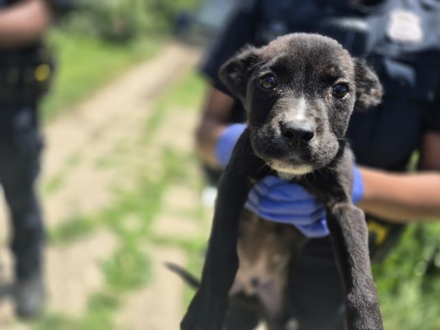 Shelter Stray Male Dog last seen Near BLOCK WHITCOMB ST, DETROIT, MI 48228, 7401 Chrysler Dr, Detroit, MI 48211, USA