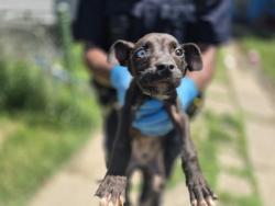 Shelter Stray Male Dog last seen Near BLOCK WHITCOMB ST, DETROIT, MI 48228, 7401 Chrysler Dr, Detroit, MI 48211, USA