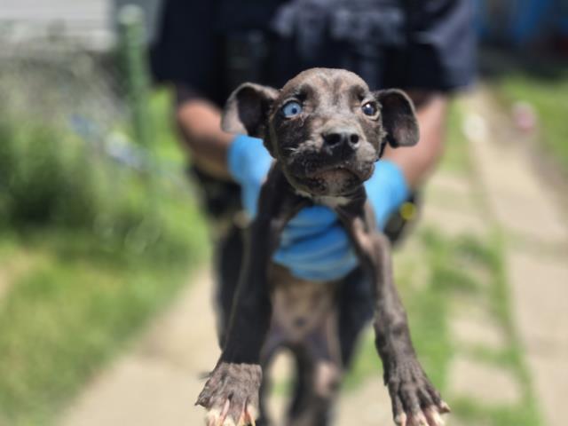 Shelter Stray Male Dog last seen Near BLOCK WHITCOMB ST, DETROIT, MI 48228, 7401 Chrysler Dr, Detroit, MI 48211, USA