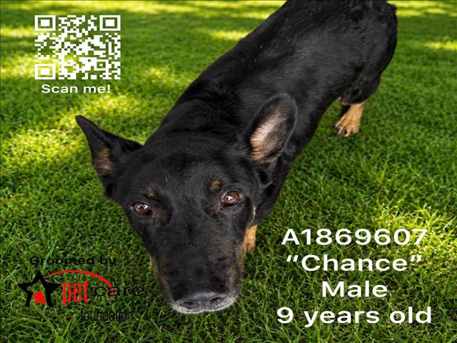 Shelter Stray Male Dog last seen , 1850 W 60th St, Los Angeles, CA 90047, USA