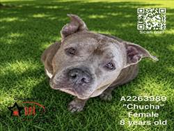Shelter Stray Female Dog last seen , 1850 W 60th St, Los Angeles, CA 90047, USA