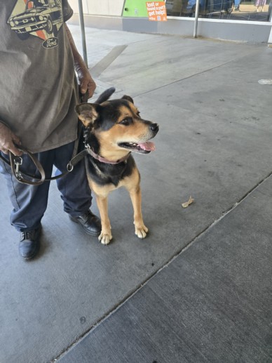 Shelter Stray Male Dog last seen , 1850 W 60th St, Los Angeles, CA 90047, USA