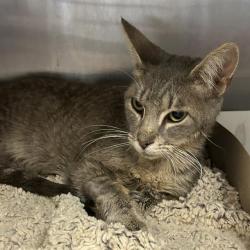 Shelter Stray Male Cat last seen Near BLOCK MCLENNAN OAK, 4710 TX-151, San Antonio, TX 78227, USA