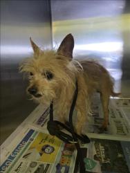 Shelter Stray Female Dog last seen , 1850 W 60th St, Los Angeles, CA 90047, USA