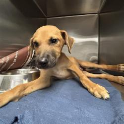 Shelter Stray Unknown Dog last seen HIGHWAY 90 AND 151, 4710 TX-151, San Antonio, TX 78227, USA
