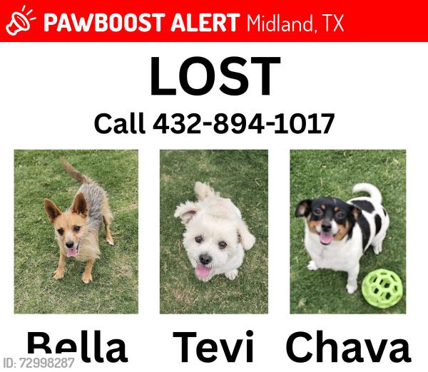 Lost Female Dog last seen Near Lonestar Subdivision , Midland, TX 79707