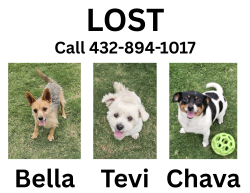 Lost Female Dog last seen Near Lonestar Subdivision , Midland, TX 79707