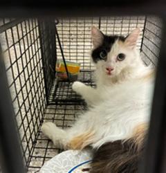 Shelter Stray Female Cat last seen Near BLOCK E 83RD AVE, 12155 Park Blvd, Brighton, CO 80601, USA