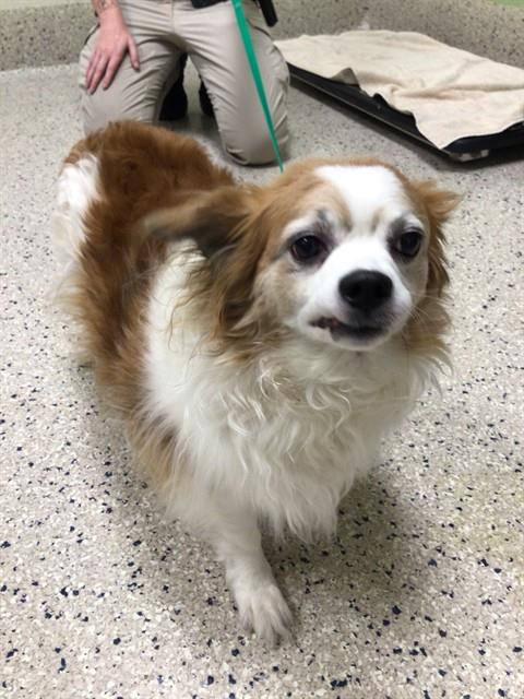 Shelter Stray Male Dog last seen Near BLOCK E 88TH AVE LOT 252, 12155 Park Blvd, Brighton, CO 80601, USA