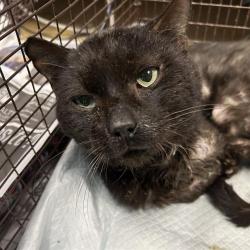Shelter Stray Male Cat last seen W CRAIG PL, 4710 TX-151, San Antonio, TX 78227, USA