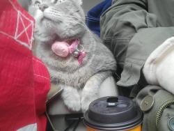 Lost Female Cat last seen Fair city mall in Fairfax, Fairfax, VA 22031