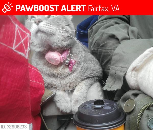 Lost Female Cat last seen Fair city mall in Fairfax, Fairfax, VA 22031