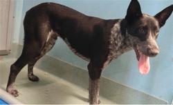 Shelter Stray Male Dog last seen , 4275 Elton St, Baldwin Park, CA 91706, USA
