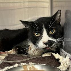 Shelter Stray Male Cat last seen Near BLOCK FREILING, 4710 TX-151, San Antonio, TX 78227, USA
