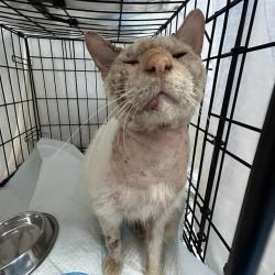 Shelter Stray Male Cat last seen Near BLOCK OF FOREST VALLEY, 4710 TX-151, San Antonio, TX 78227, USA