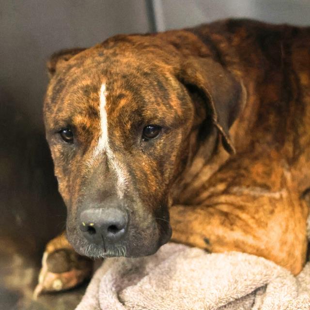 Shelter Stray Male Dog last seen Near BLOCK VILLARET, 4710 TX-151, San Antonio, TX 78227, USA